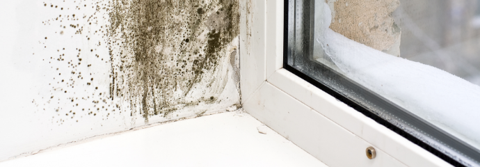 Mold-Remediation--in-Skykomish-Washington-mold-remediation-skykomish-washington.jpg-image
